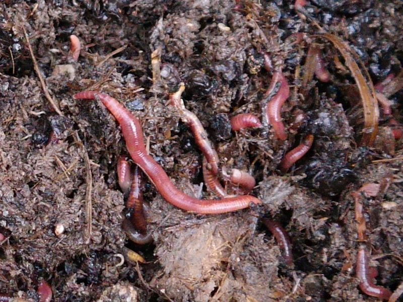 Kompostwürmer im Komposthaufen